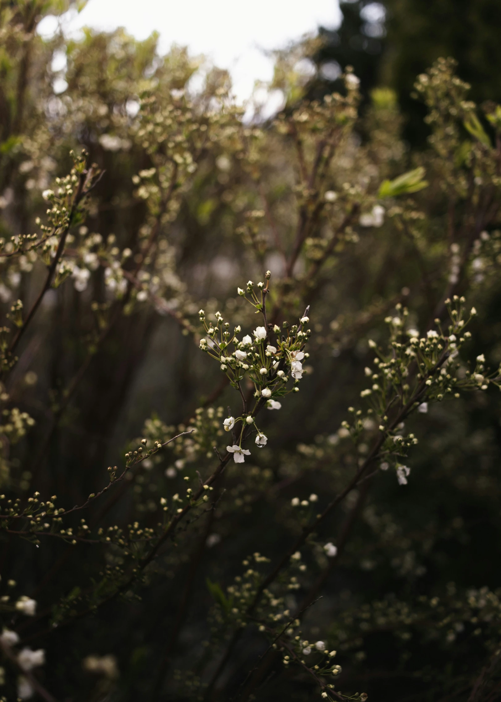 flowers on a plant against trees in a forest