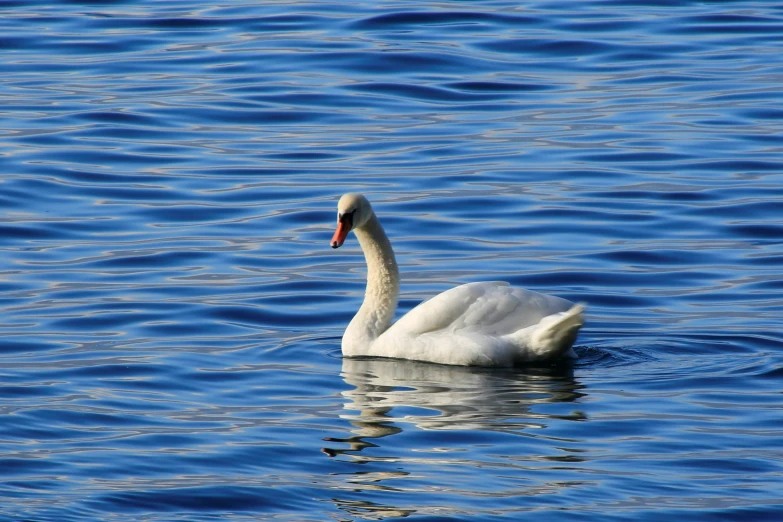 a duck on the water, with a very large head