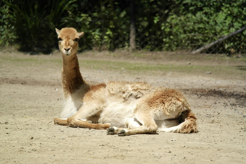 a lama laying on top of a dirt field