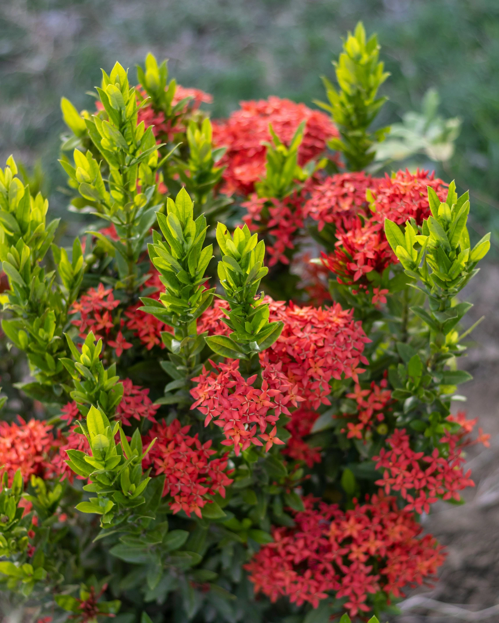 small red and green flowers blooming in the wild