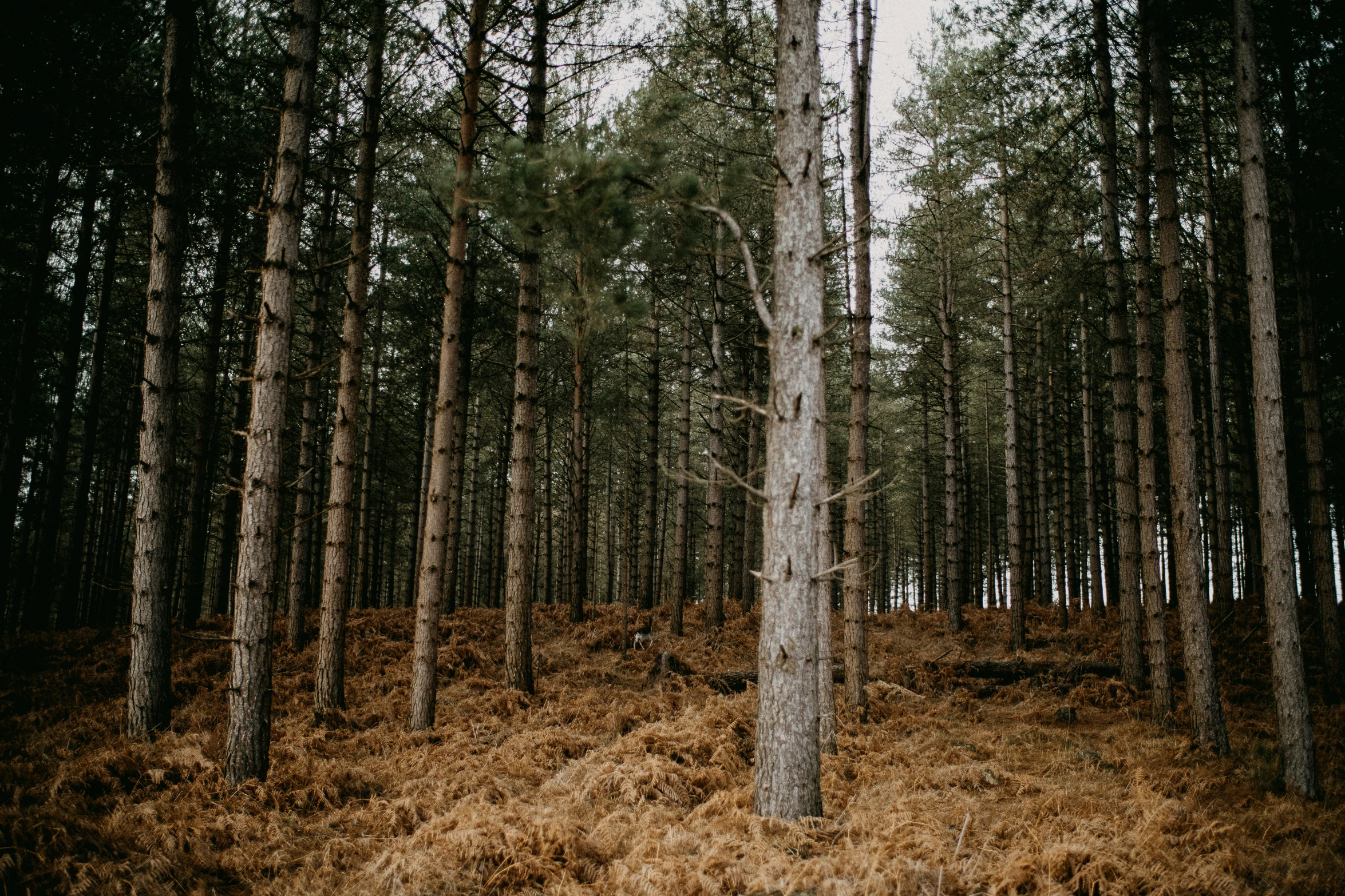 tall trees stand in the middle of the forest