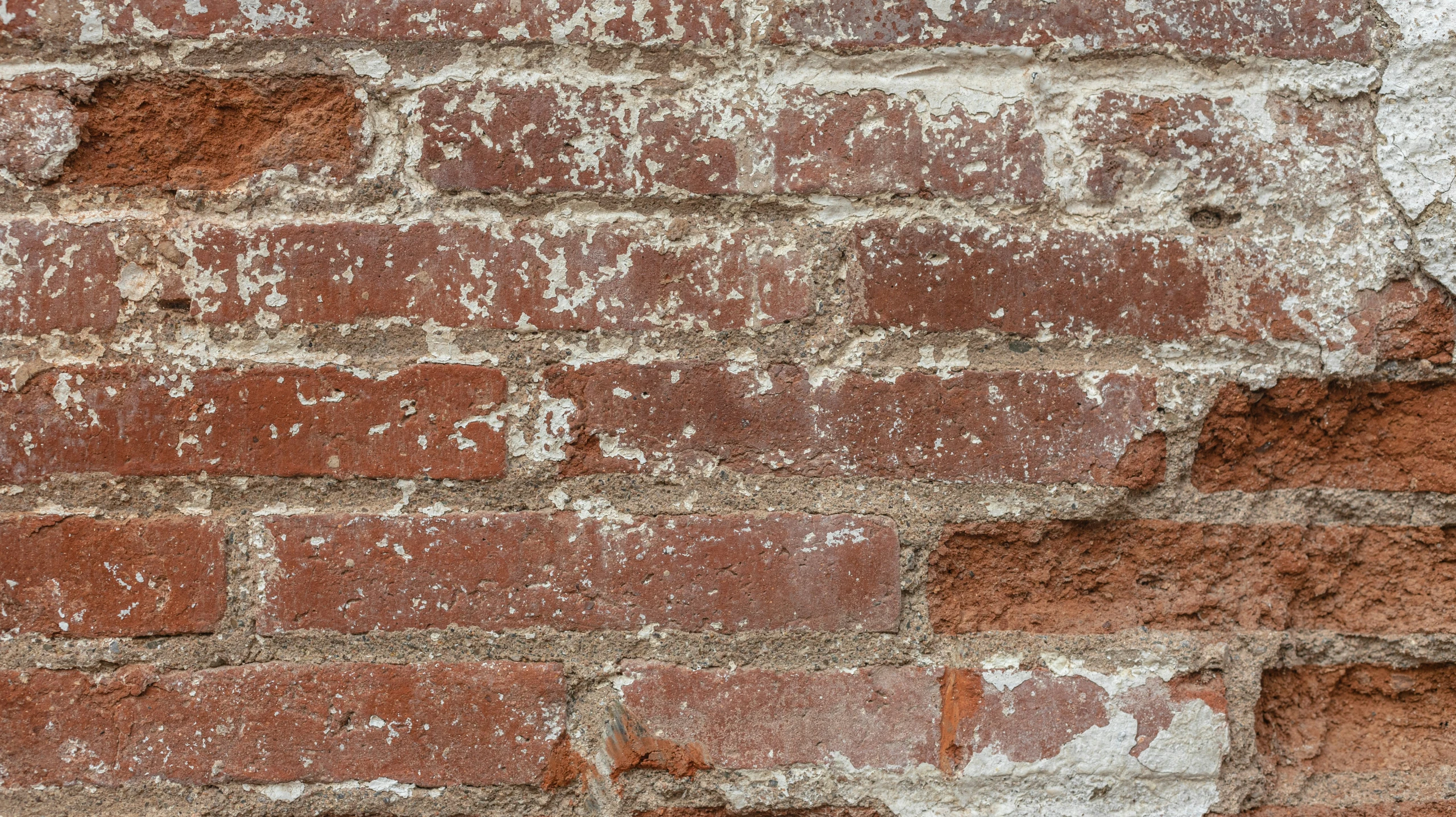 a brick wall with the top half missing and no visible plaster