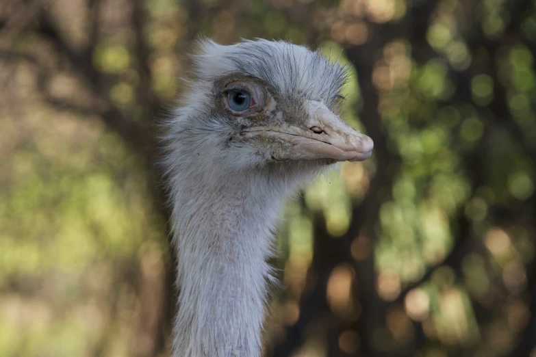 an ostrich with an odd head and big eyes