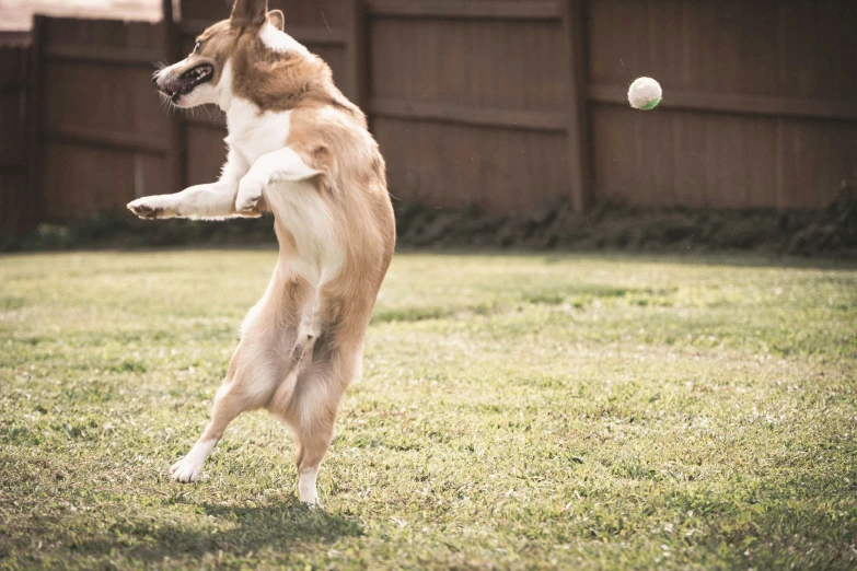 a dog in mid - air reaching towards a soccer ball