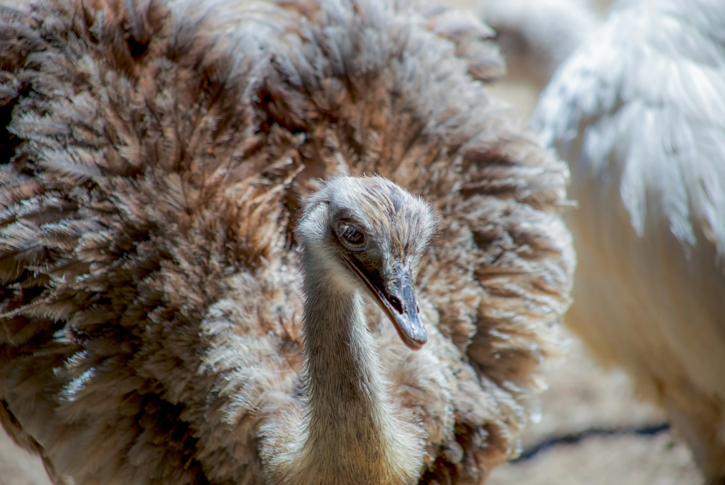 an emu and another animal that are outside