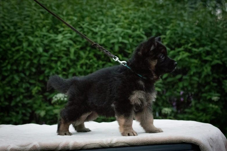 a little puppy on a leash with bushes behind it