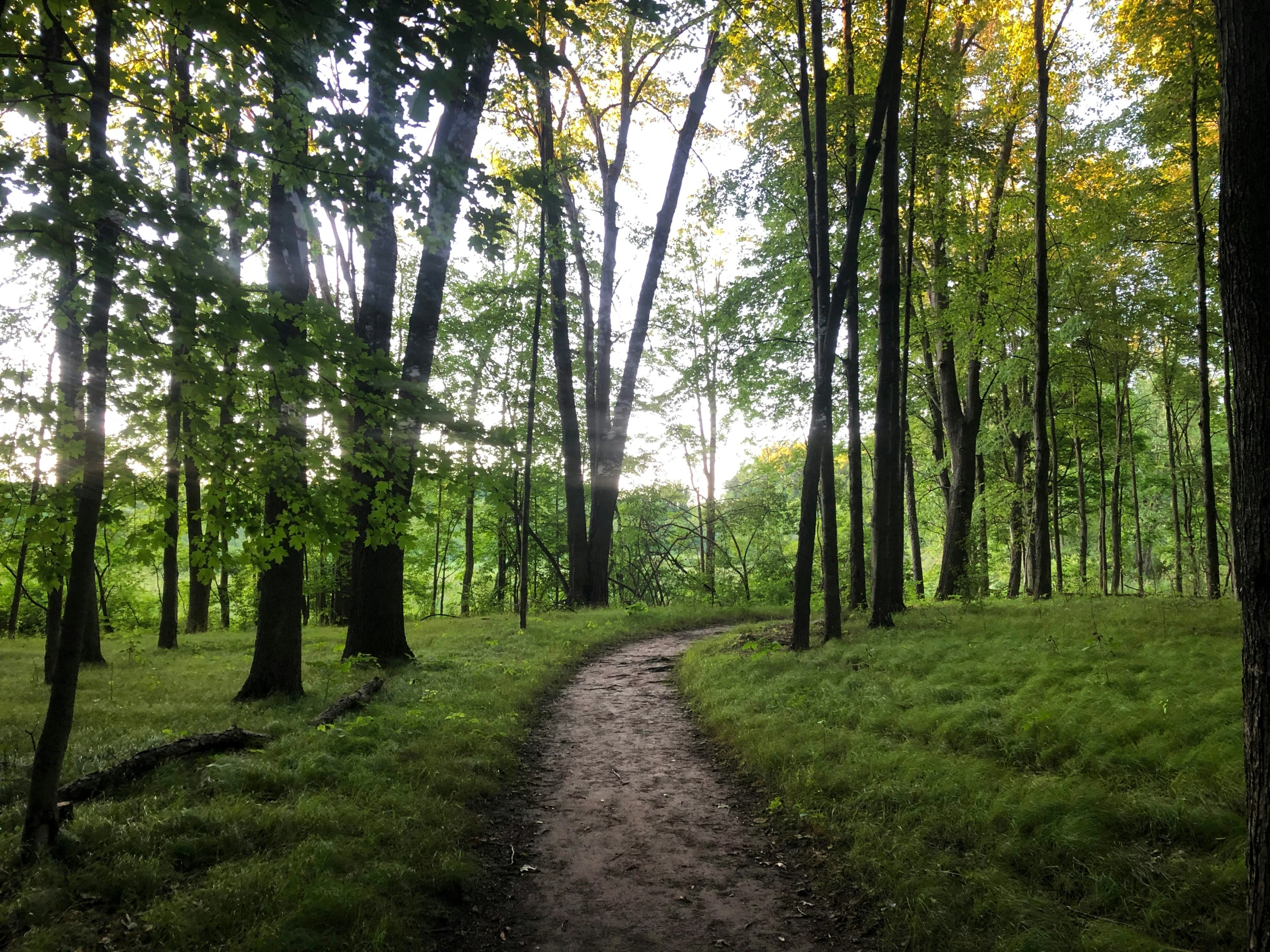 a path running through a forest with lots of trees