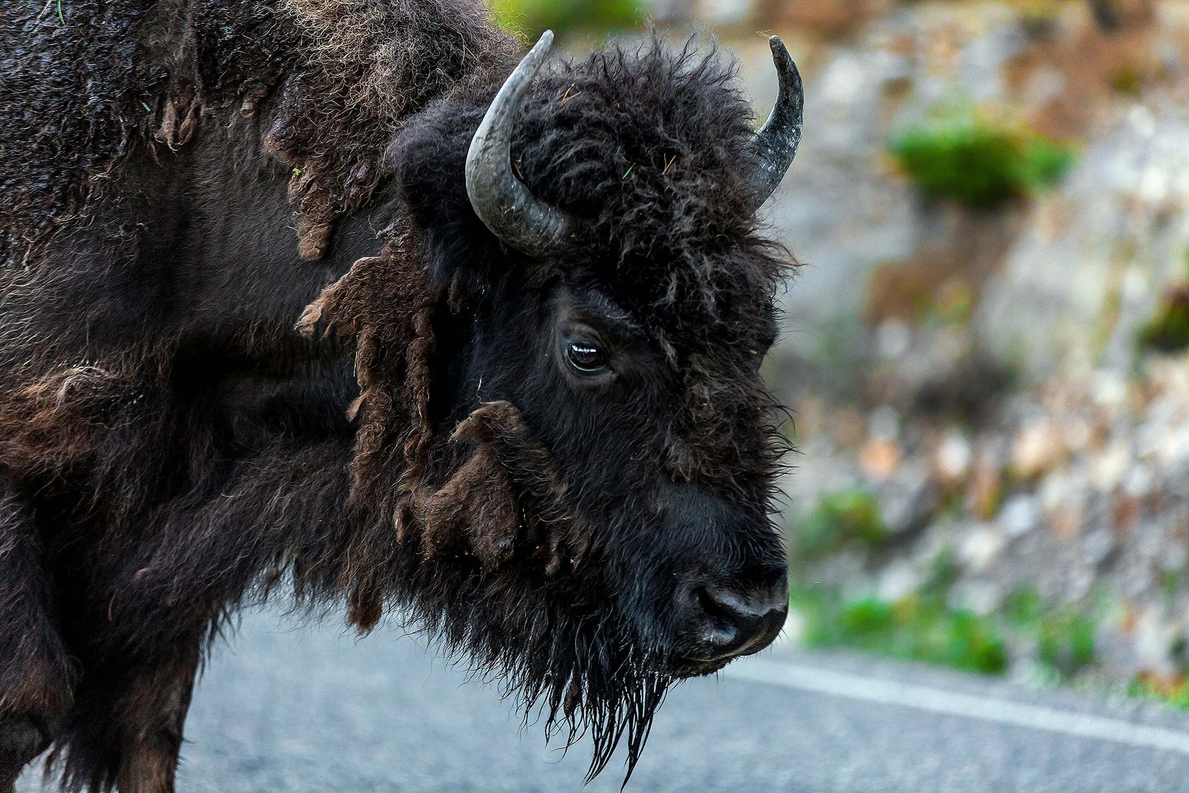 a bull with very long horns stands in the middle of the road