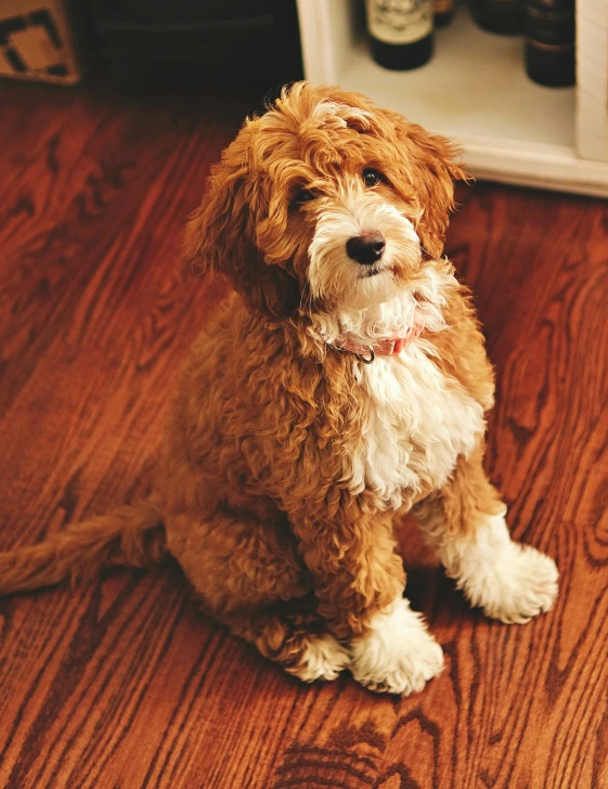 a fluffy brown dog sitting on top of a hard wood floor