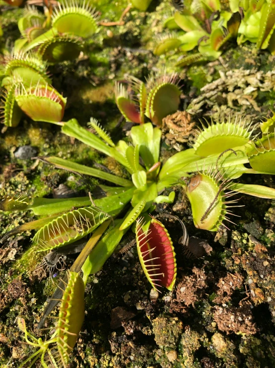 plant life growing from the base of an old rock