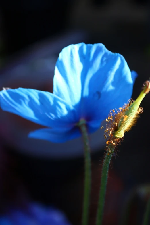 two blue flowers with stems and stems in focus