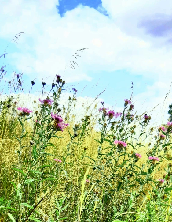 a view of tall grasses, purple flowers and sky