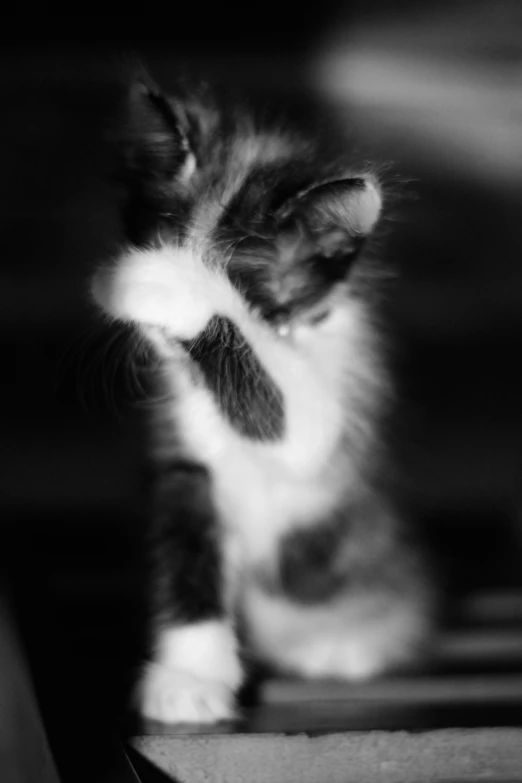 a small white and black kitten is sitting in the sun