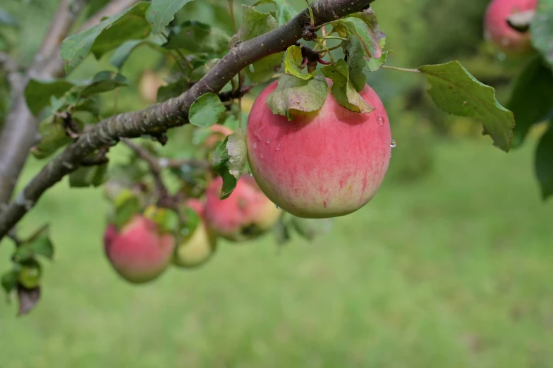 a group of red apples hang on the nches of a tree