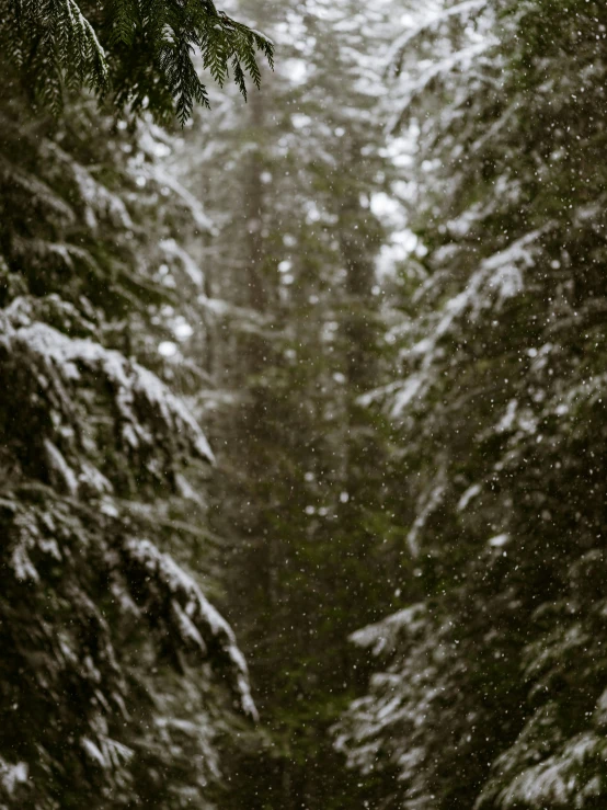 a snowy pine forest with one person walking down the street