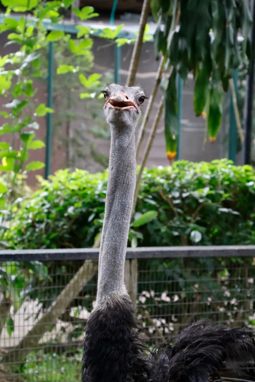 an ostrich standing by a fence looking into the camera