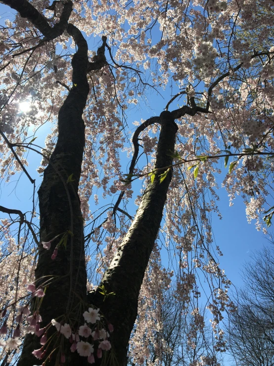 a tree with flowers that are blossoming in the sky