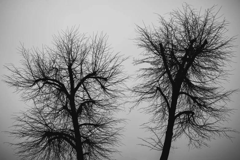 black and white pograph of bare tree with light fog