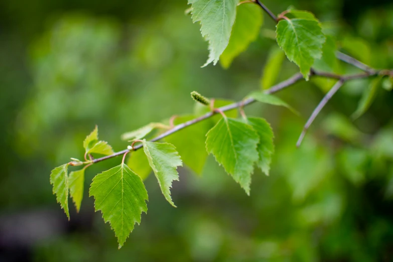 the green leaves of a tree and some nches