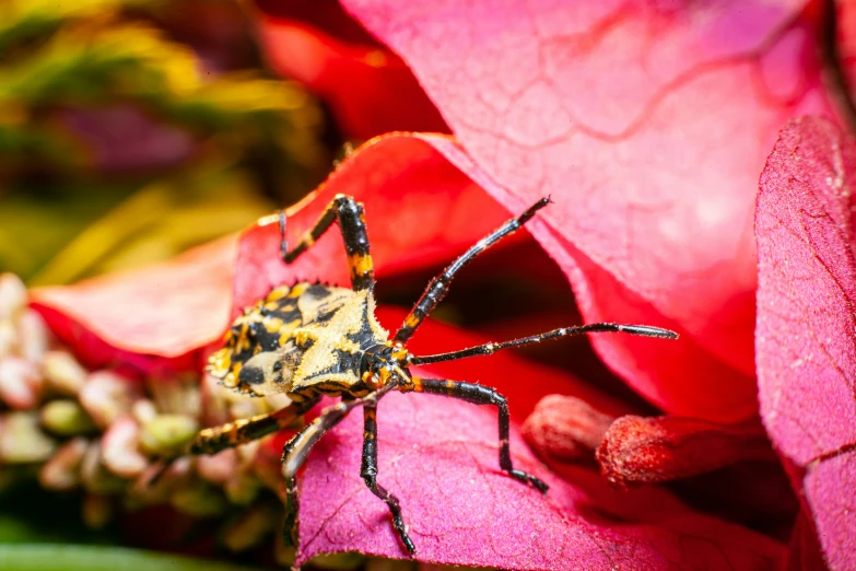 a bug with yellow markings is on a red flower