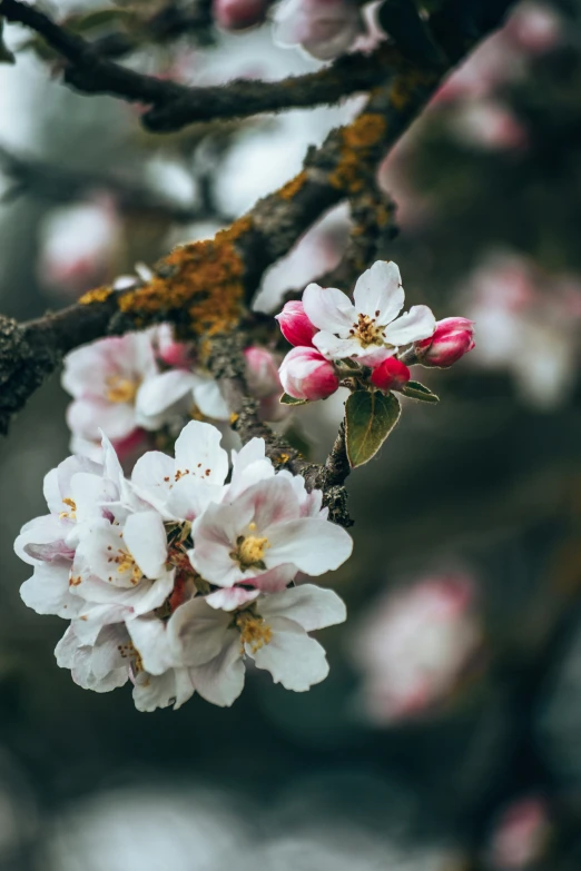 a picture of cherry blossoms hanging on a tree