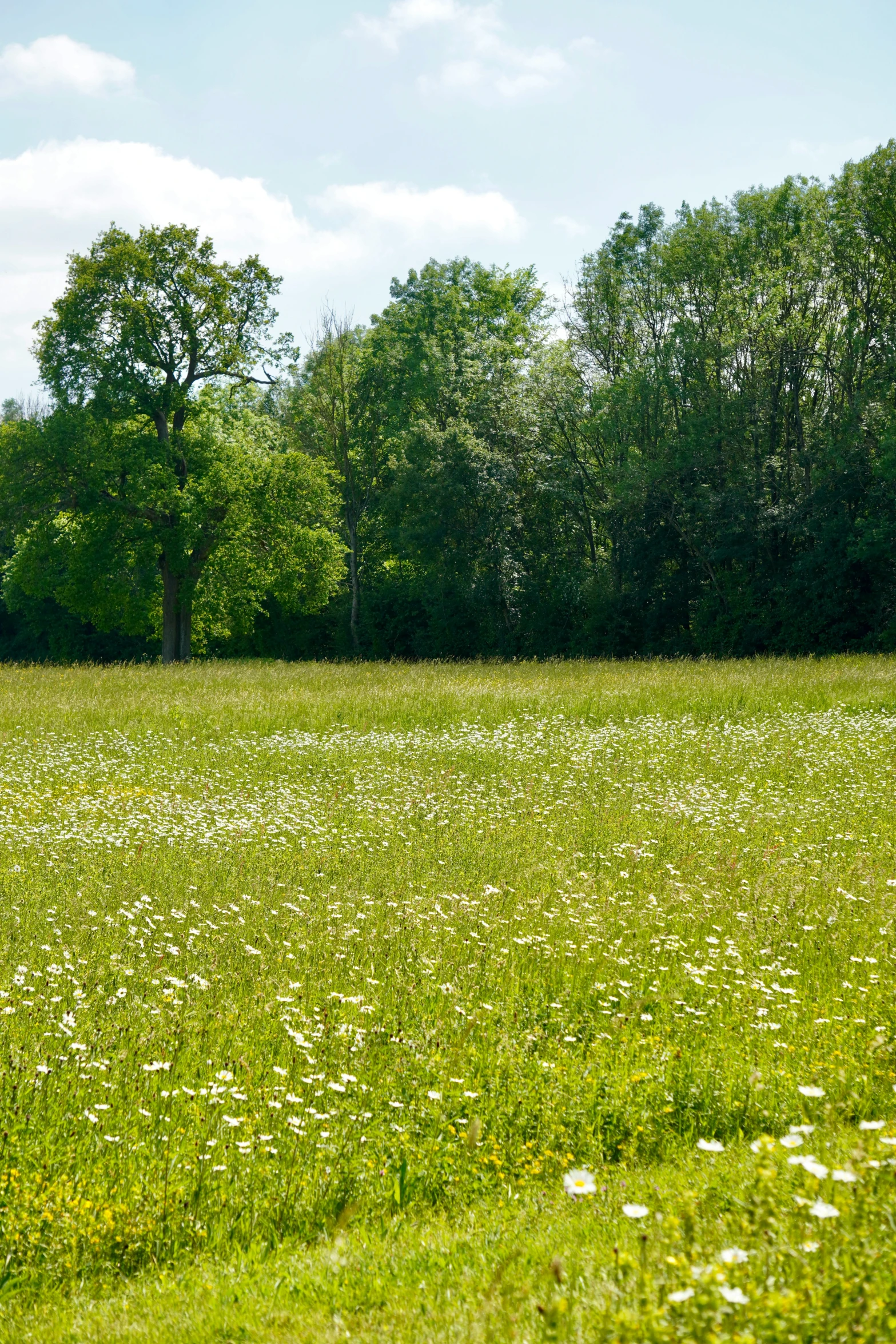 an empty field with lots of green plants