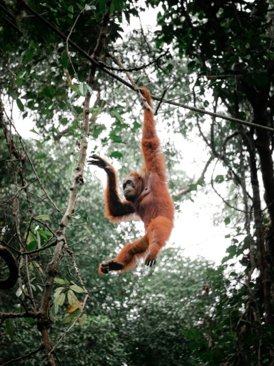 a young oranguta hangs upside down from the tree in a forest