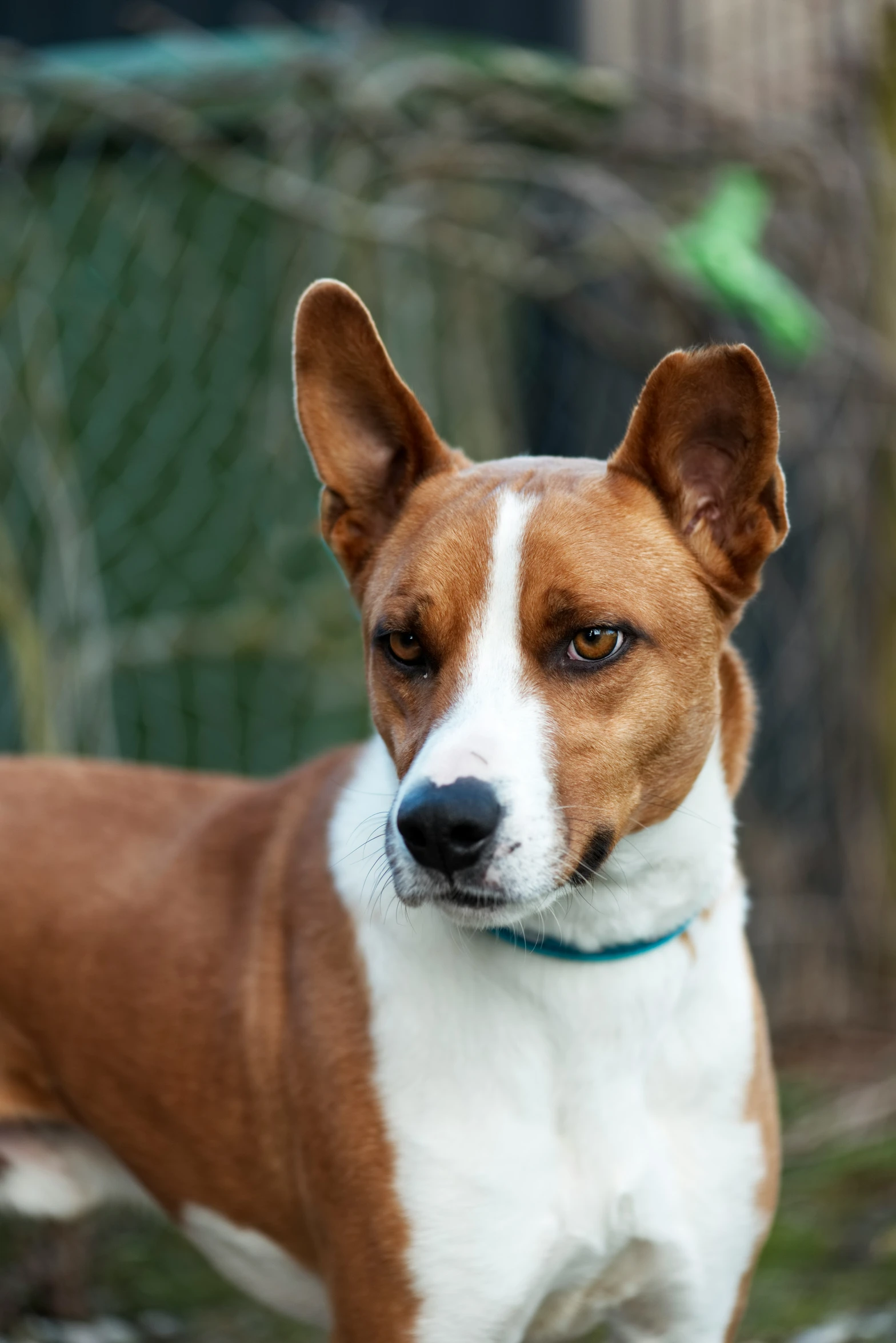 a brown and white dog is standing next to a fence