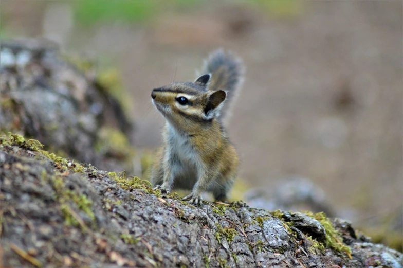small, furry animal sitting on top of a rock