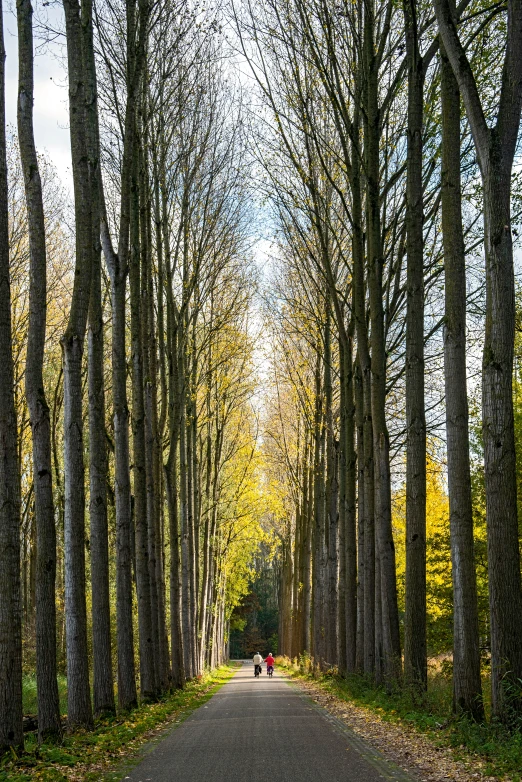 some people walking on a pathway by trees