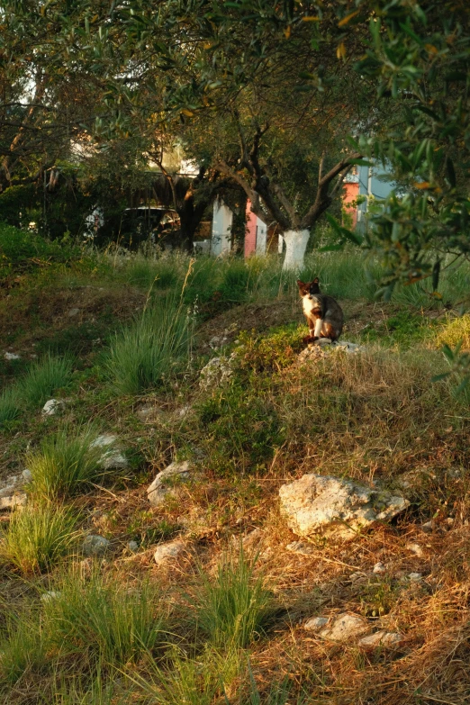 a dog sitting on top of a grass covered field