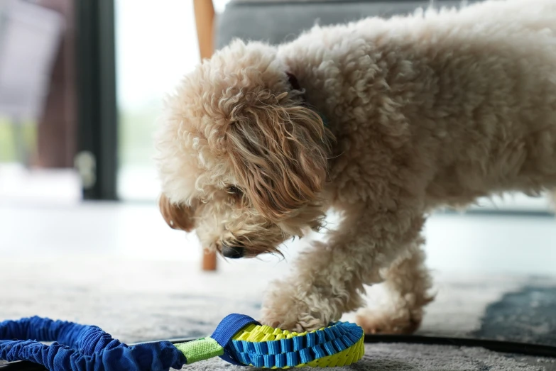 a gy brown dog chews on a toy on the floor