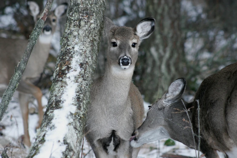 some deer are standing next to each other in the snow