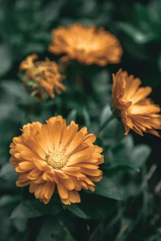 yellow flowers with green leaves around them