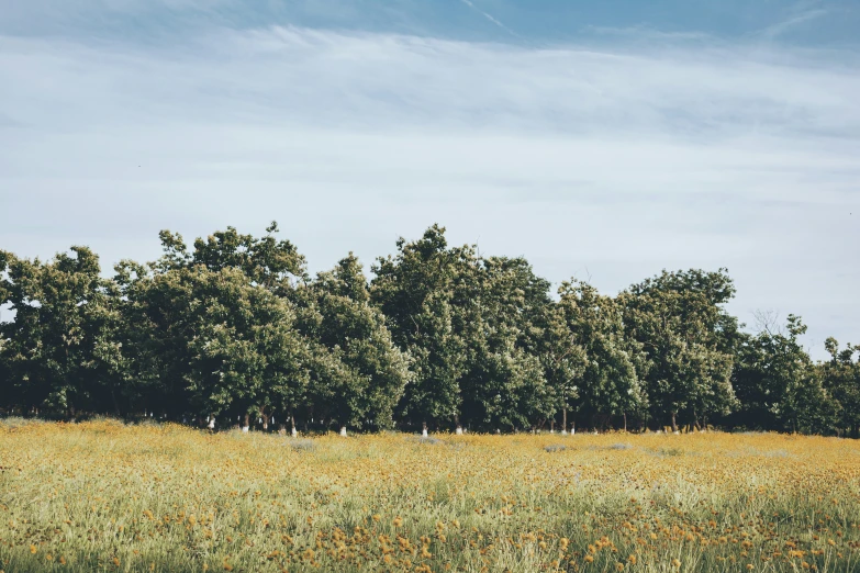 a field with trees in the distance and grass everywhere