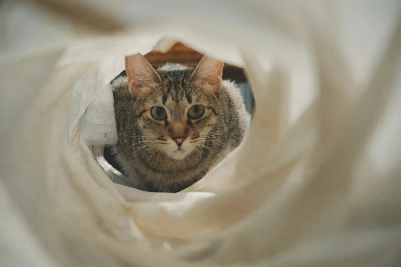 a kitten sitting inside of a bag looking at the camera