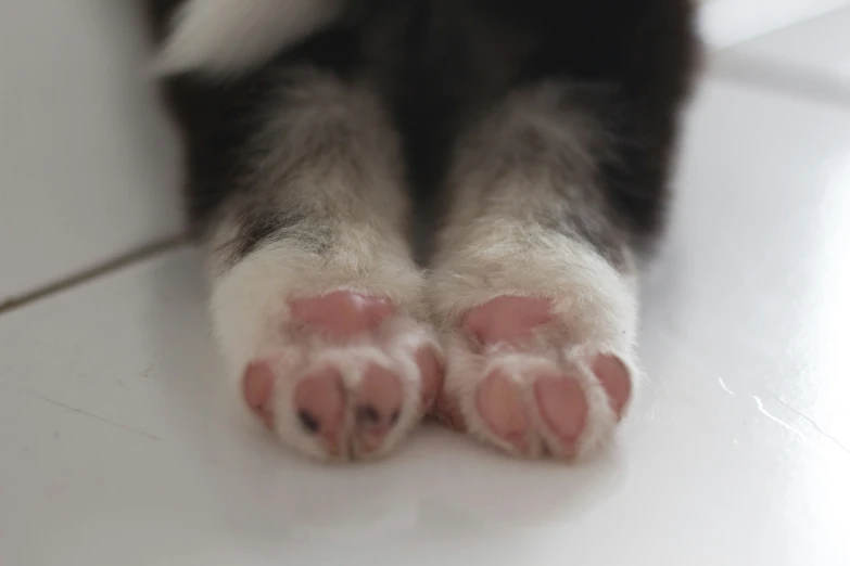 a cat's paw is visible from the top of it