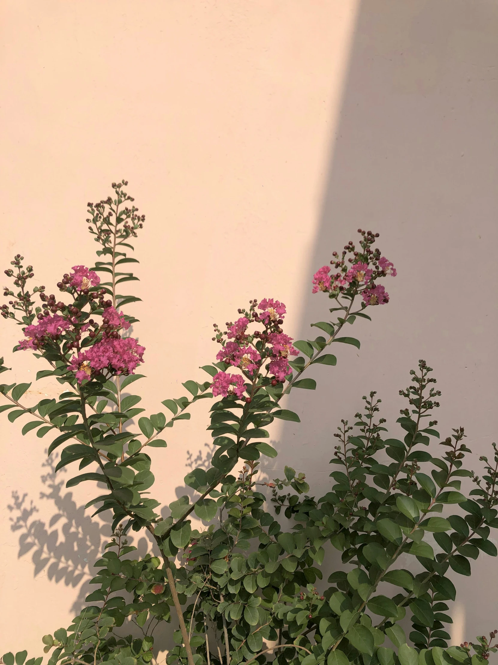 pink flowers are next to a tan wall