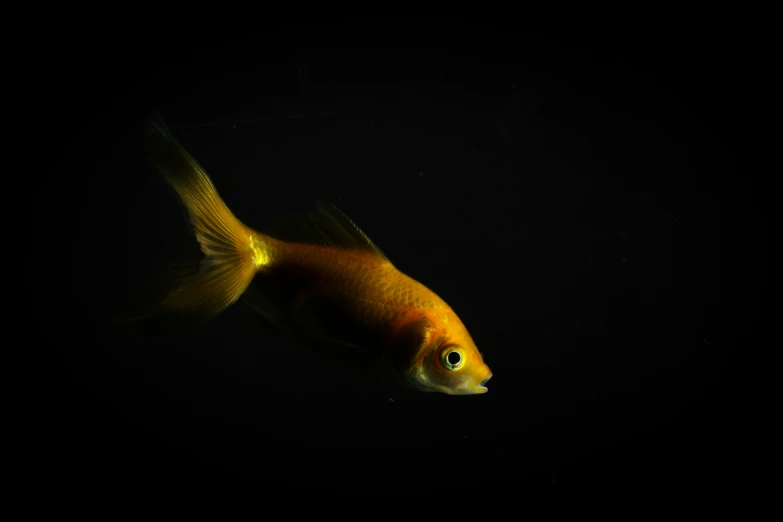 a goldfish in the dark with a light on it