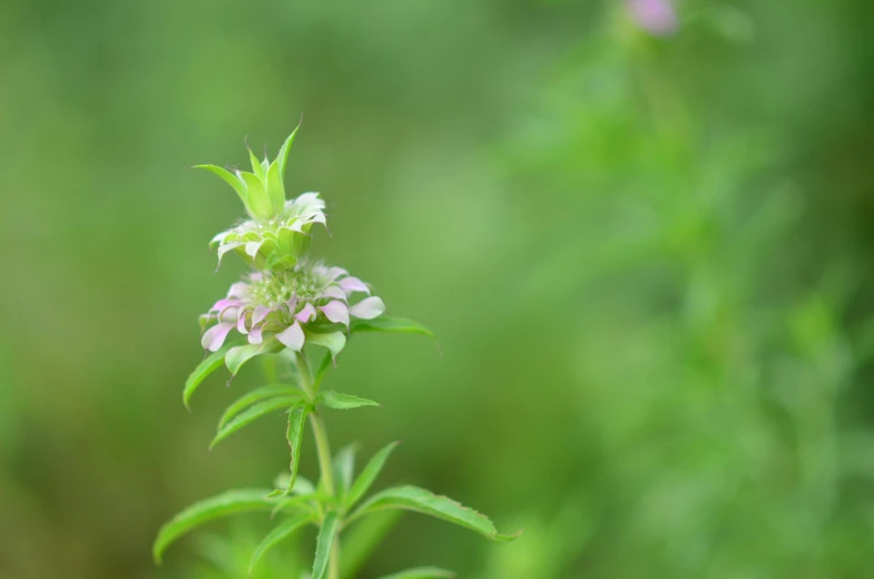 this is the top portion of the flower that grows