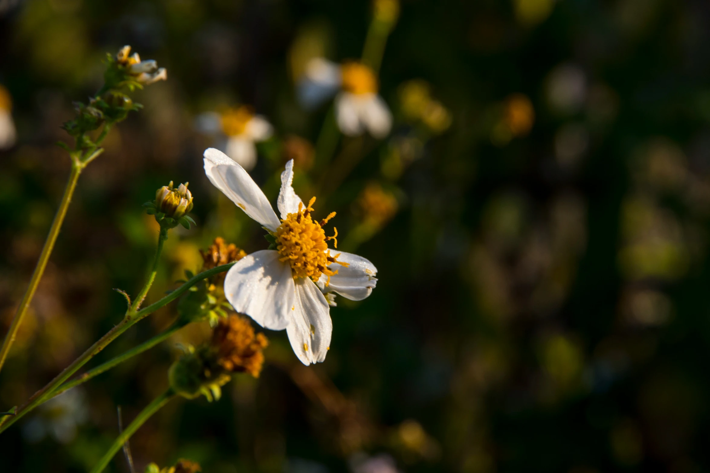 a close up image of a flower on the stem