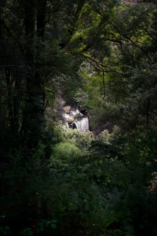 a view of a very deep area in the woods