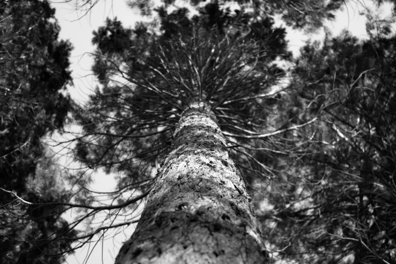 a tall tree in a forest covered in lots of snow