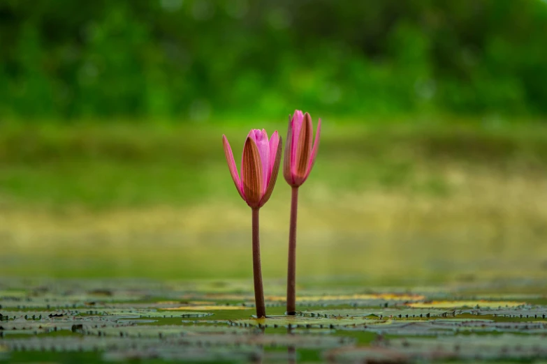 two pink flowers growing from a mud patch