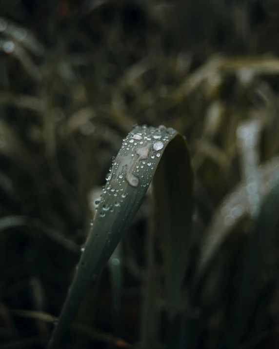 dew covered green plant in a forest area