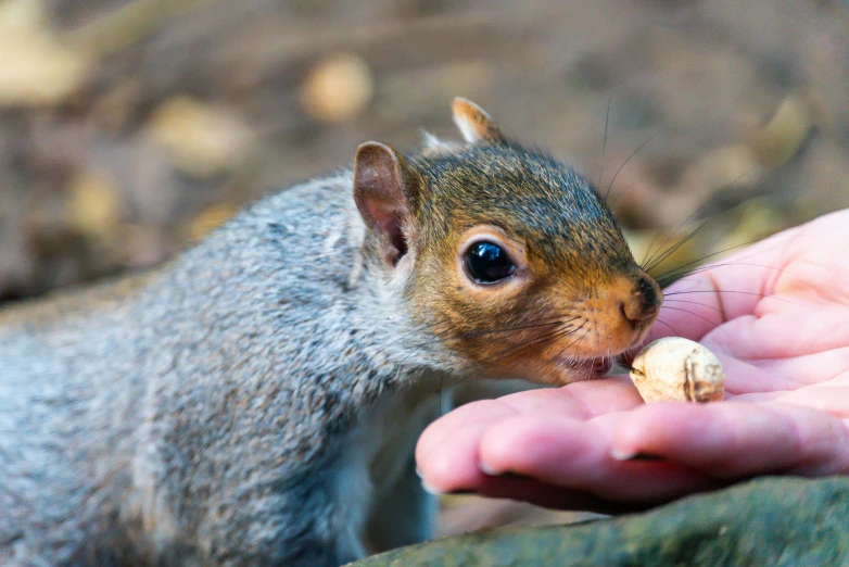 the squirrel is eating out of someones hand