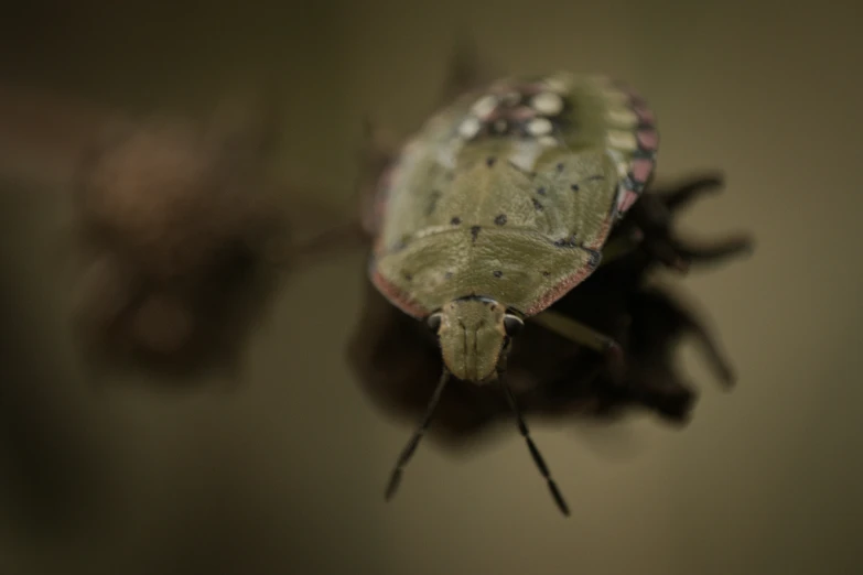 a close up of a bug in a persons hand