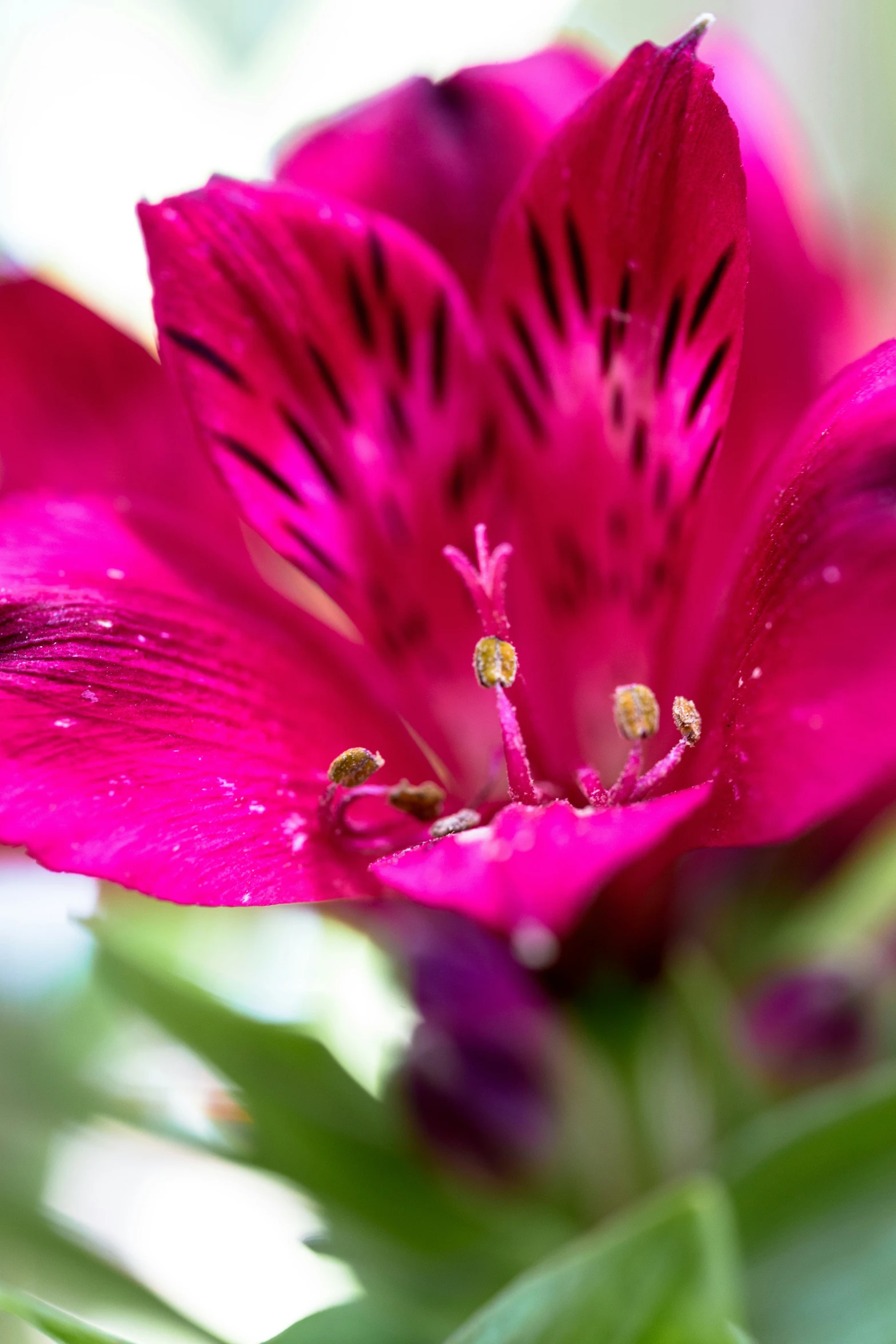 a pink flower with small green leaves