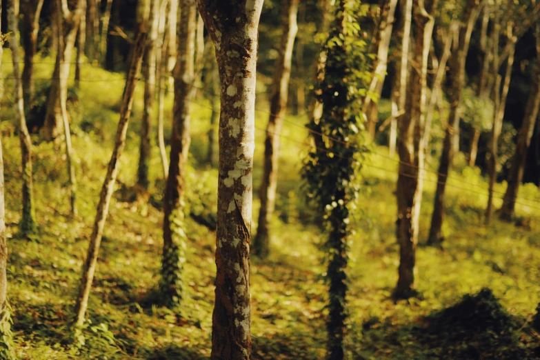 the sunlight shines through a row of tree limbs