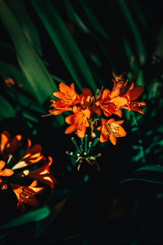 flowers are on the bush and lit up by sunlight